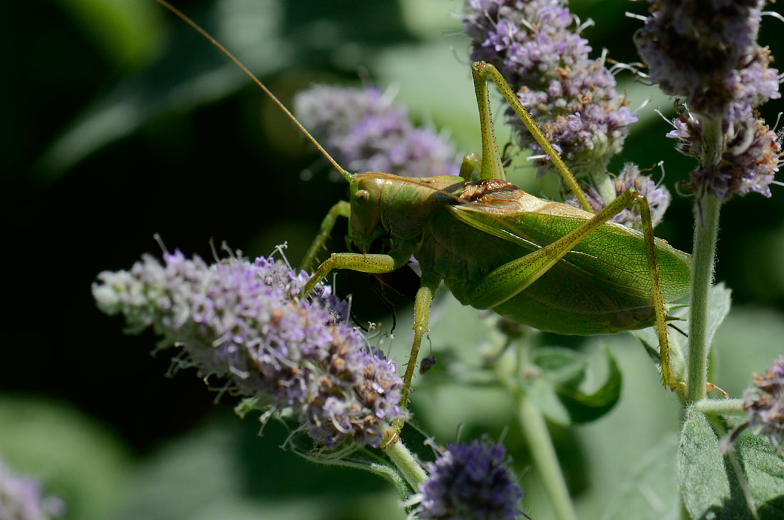 Tettigonia cantans che sgranocchia un Cerambicidae